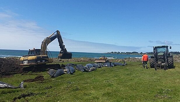 В Новой Зеландии десятки дельфинов выбросились на берег