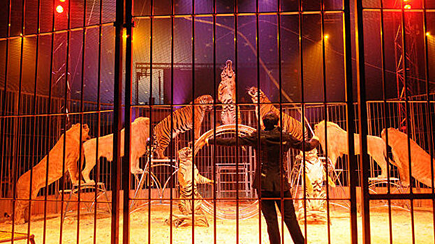 Цирковые шоу стали популярным форматом новогодних представлений в Москве