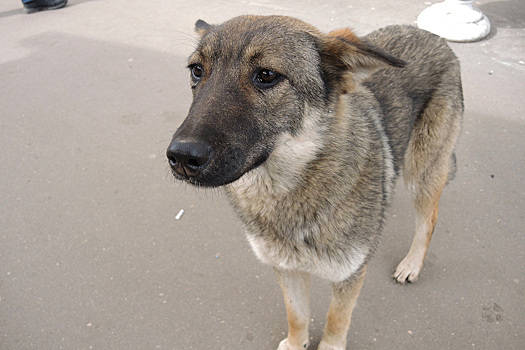 Более 30 регионов России приняли жесткие законы против бездомных собак