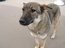 Более 30 регионов России приняли жесткие законы против бездомных собак