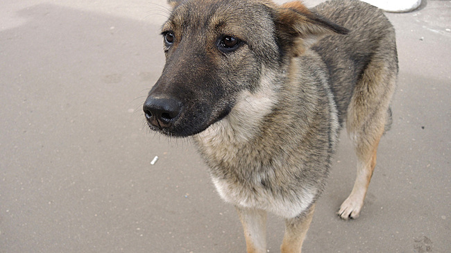 Более 30 регионов России приняли жесткие законы против бездомных собак