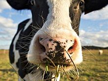 В черте Тюмени обнаружен несанкционированный скотомогильник