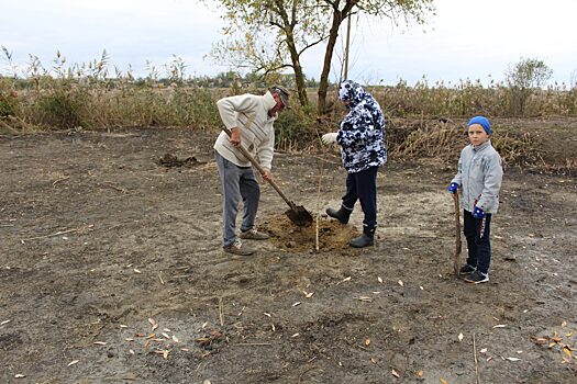 В поселке под Анапой высадили более 100 деревьев