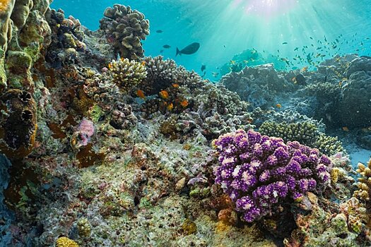 Уникальный коралловый риф нашли у берегов Италии