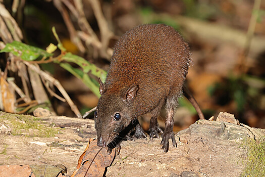 Ученые нашли ключ к разгадке эволюции прыжков у кенгуру