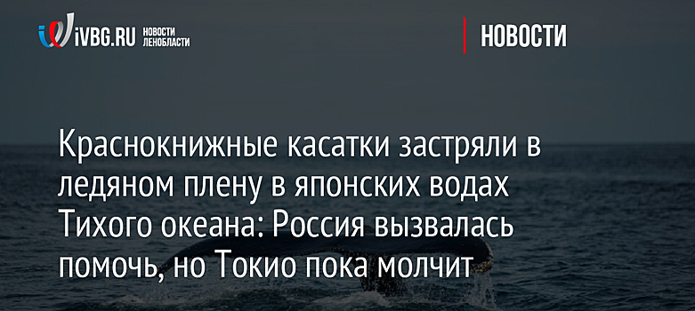 Краснокнижные косатки попали в ледяной плен Тихого океана