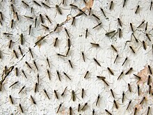 В Омской области засняли на видео жуткое нашествие мошкары