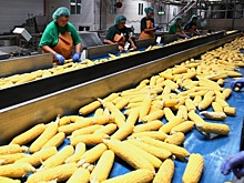 Россия вводит запрет на ввоз кукурузы и сои из США