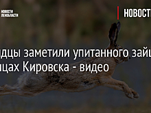 Очевидцы заметили упитанного зайца на улицах Кировска - видео