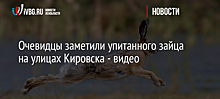 Очевидцы заметили упитанного зайца на улицах Кировска - видео