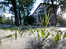 Врач рассказал, что поможет аллергикам защититься от тополиного пуха