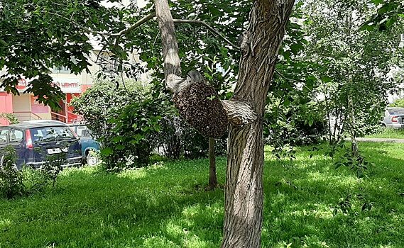 «Жилищник района Косино-Ухтомский» избавил жителей от опасного пчелиного улья