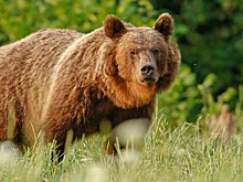 Самого толстого медведя выбрали на Аляске