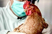 В Зуевском районе из-за гриппа уничтожено более 27 тысяч птиц