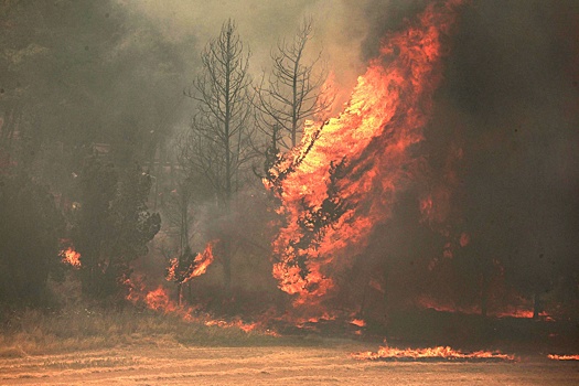 В Израиле из-за лесных пожаров объявлена эвакуация