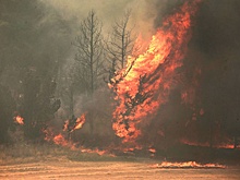 В Израиле из-за лесных пожаров объявлена эвакуация