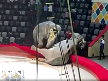 Два слона подрались во время представления в цирке в Казани - Видео