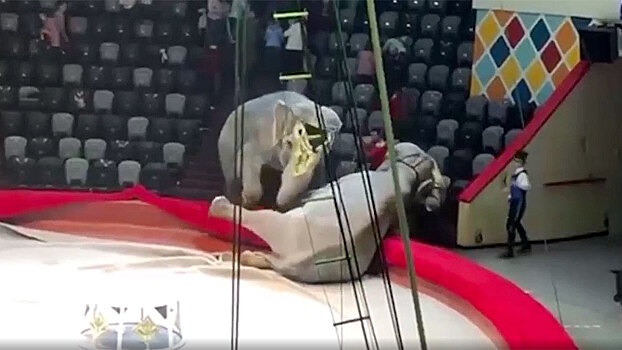 Два слона подрались во время представления в цирке в Казани - Видео