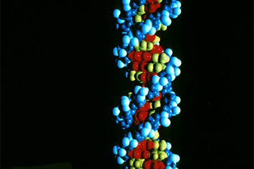 Ученые нашли «недостающее звено» иммунитета