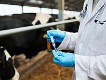 Производителям ветеринарных препаратов разъяснили новый порядок GMP-инспекции
