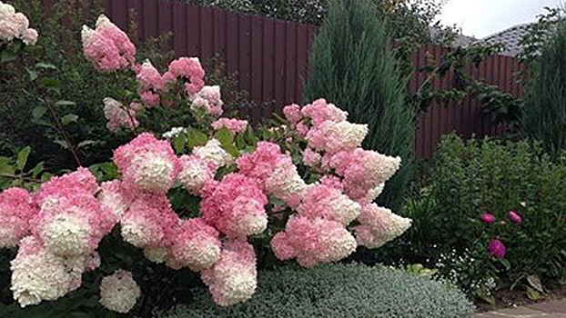 10 потрясающих кустов, которые превратят участок в место волшебного отдыха.