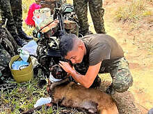 Daily Mail: в Колумбии собака учуяла бомбу и лишилась лапы, но спасла жизни людей