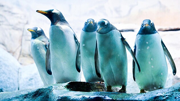 Пингвины продемонстрировали наличие самосознания