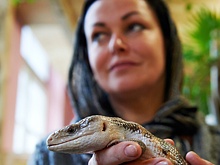 Мозг ящериц, птиц и людей отдыхает по древнему «правилу», выяснили ученые