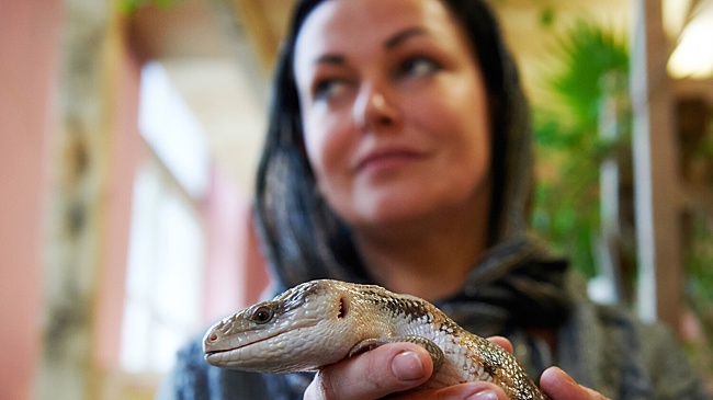 Мозг ящериц, птиц и людей отдыхает по древнему «правилу», выяснили ученые