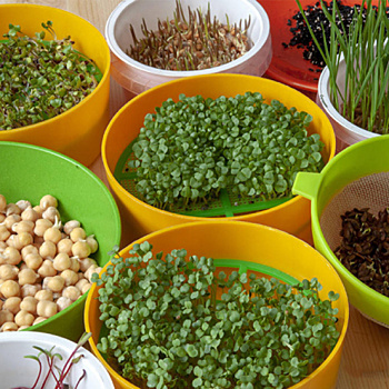 Дорогущую микрозелень легко вырастить дома: выбирайте любой из 6 способов