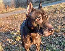 Белогорские волонтёры обвинили куратора собаки Багиры во лжи и рассказали свою версию