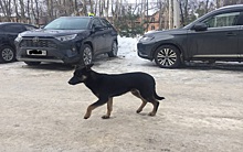 В Рязанской области отловят бездомных собак после жалоб жителей