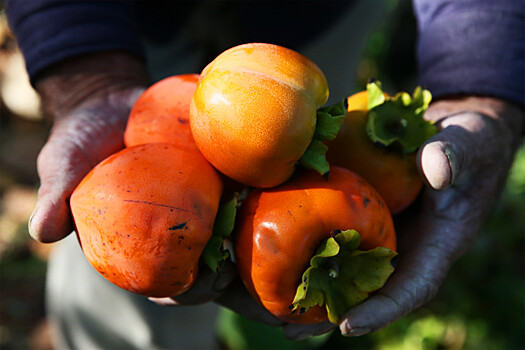 Как выбрать хурму, которая не вяжет