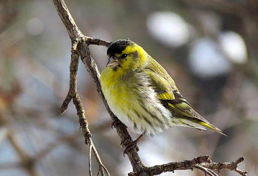 У певчих птиц обнаружена дополнительная хромосома