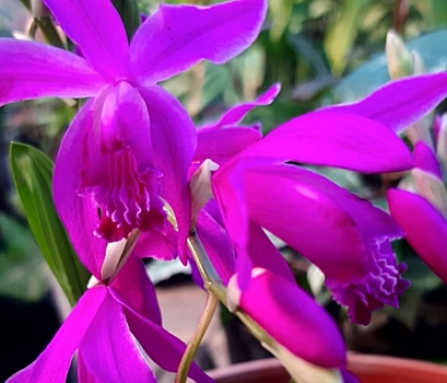 В волгоградском ботаническом саду зацвела нежная полосатая орхидея