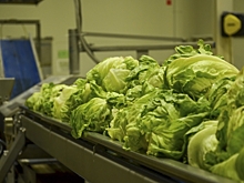 Цены на капусту падают: эксперт спрогнозировал, когда ждать минимума