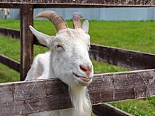 В Подмосковье возмутились игрой сотен мигрантов с тушей козла