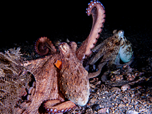 Осьминоги используют разные щупальца для разных задач