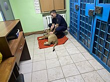В полиции поделились подробностями о львенке, которого пытались вывезти в Казахстан