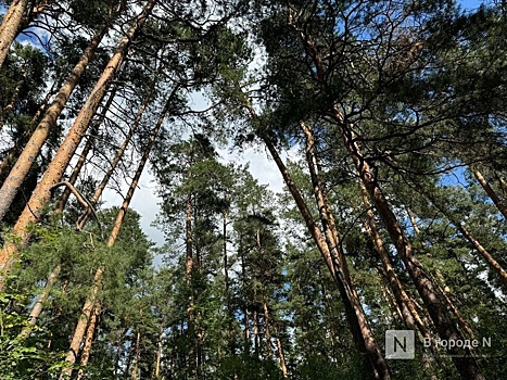 120 экологических преступлений выявили в Нижегородской области
