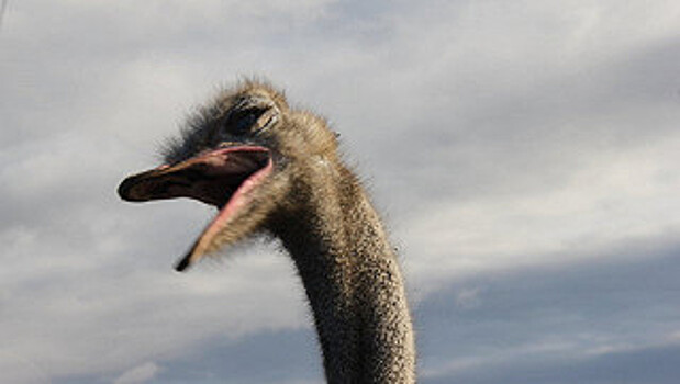 В зоопарке Калининграда страус испугался посетителя и умер