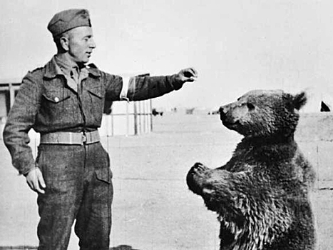 Почему Польше во Второй мировой помогал медведь