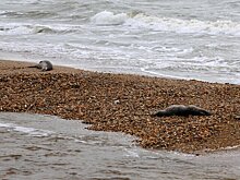 В Минприроды объяснили массовую гибель тюленей в Каспийском море