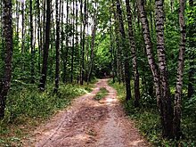 В Москве обнаружили сирийских дятлов