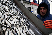 ВАРПЭ: запрет на импорт рыбы из России ударит по потребителям в США