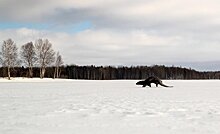 Что это такое «беленькое чернеется»: петрозаводский фотограф снял кижскую выдру