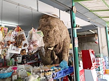 Видео со слоновьим "грабежом" магазина продуктов в Таиланде разошлось в соцсетях