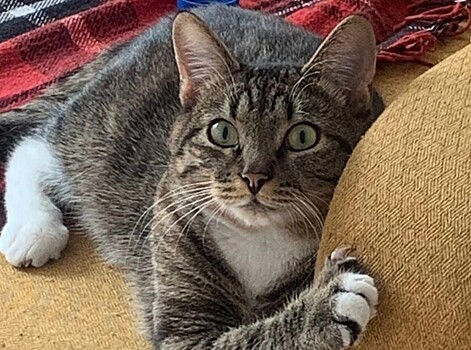 В аэропорту Внуково третий день ищут сбежавшего из переноски кота