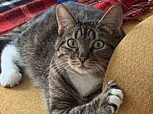 В аэропорту Внуково третий день ищут сбежавшего из переноски кота