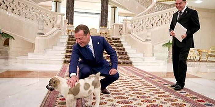 Кинолог рассказал о дрессировки подаренного Медведеву алабая